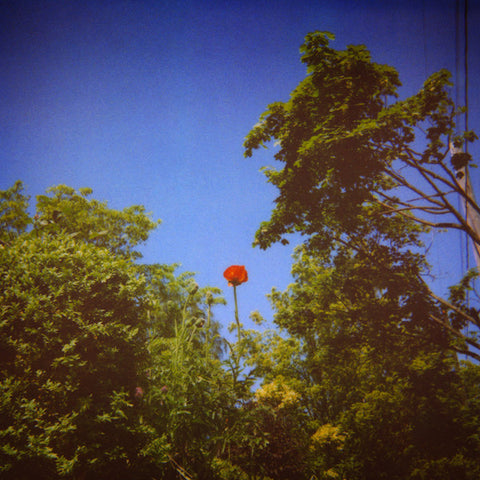 Benoit Pioulard - Sonnet LP